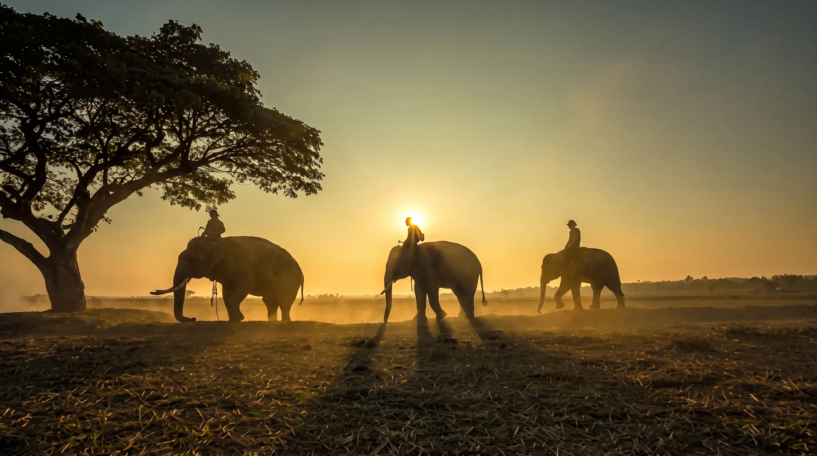 Wildlife Photography & Visual Arts Festival - Visual storytelling capturing Indian culture and nature